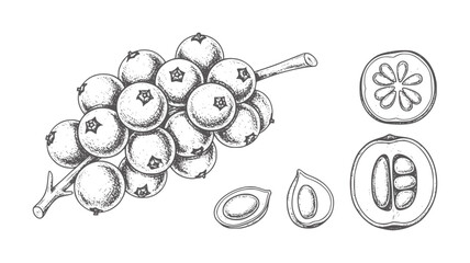 Hand drawn cluster of berries and cross sections of fruit berry branch stem © Mohammad