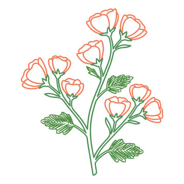 Hand drawn desert globemallow flower crayon marker botanical illustration