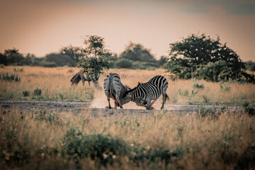Zebras fighting in savanna dust, dramatic wildlife behavior in Nxai Pan Botswana © Rebekka