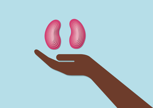 Kidney donation, conceptual illustration