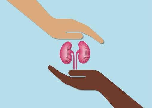 Kidney donation, conceptual illustration