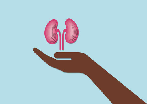 Kidney donation, conceptual illustration