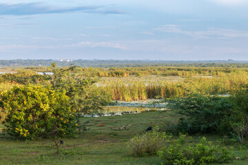 Wetland in Bundala national Park in Sri Lanka © Erika