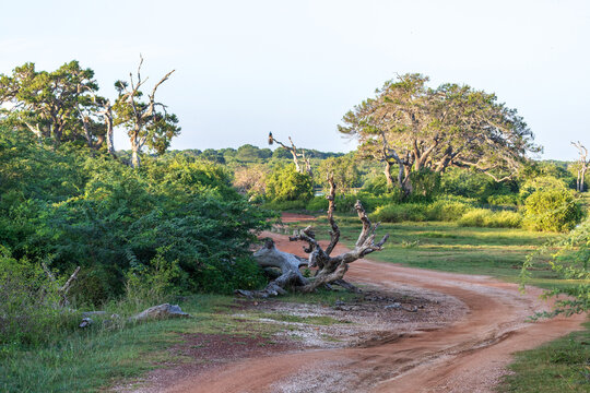 Panorama in the Bundala national Park in Sri Lanka