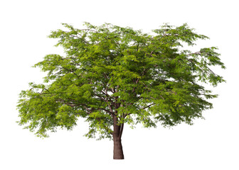 Obraz premium Single green maple tree isolated on transparent background. Small plant isolated on transparent background. young plant or young tree isolated on white background. Small tree PNG. Small plant PNG.