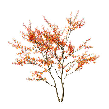 Single flowering plant isolated on transparent background. Small flower plant with leaves isolated on transparent background. Floral plant isolated on white background. Isolated plant with flowers PNG