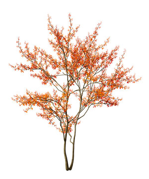 Single flowering plant isolated on transparent background. Small flower plant with leaves isolated on transparent background. Floral plant isolated on white background. Isolated plant with flowers PNG