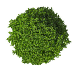 Obraz premium Single green tree isolated on transparent background. Large big tree with leaves isolated on transparent background. Tree isolated on white background. Isolated ornamental tree PNG. Leafy plant PNG.