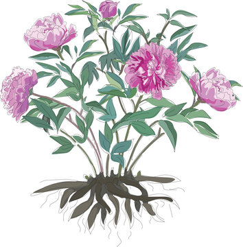 A peony bush with pink flowers, green leaves and roots isolated on white background
