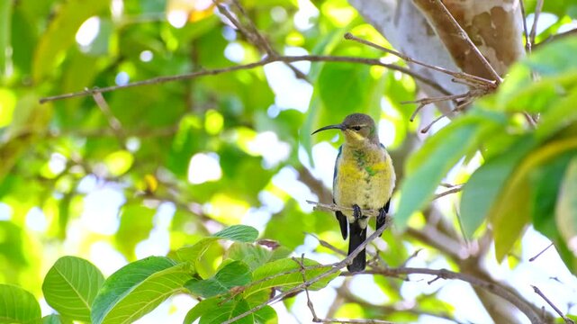 Frontal view of male Malachite sunbird in eclipse plumage singing in tree