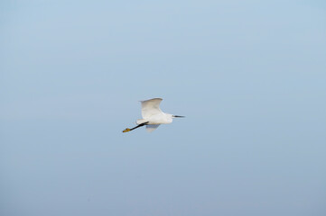 Fototapeta premium seagull flying in the sky. Little Egret flying in a clear blue sky with wings spread wide.