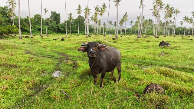 Curious water buffalo faces camera while grazing flooded tropical field