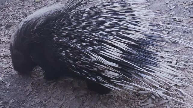 Rodent-like porcupine in the zoo
