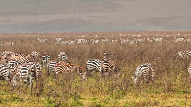 A large herd of zebra grazes peacefully and stampedes in unison across the vast savannah plains of Ngorongoro Crater, Tanzania, capturing the beauty of African wildlife and natural grassland habitat.