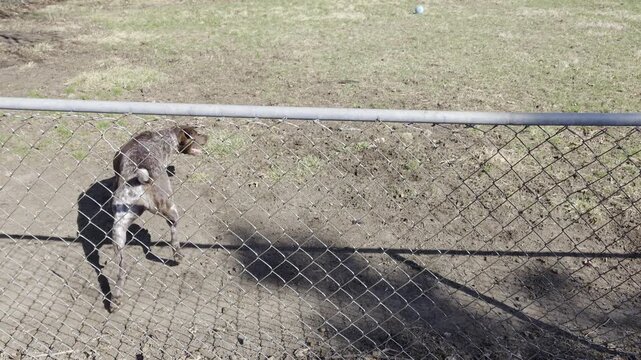 High-energy English Pointer sprints in frantic circles behind a wire garden fence. Its muscular frame blurs against the backyard greenery, driven by intense instinct and restless athletic grace.
