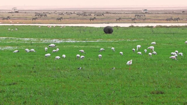 A wide-angle view of Ngorongoro Crater, Tanzania, shows flamingos, hippos, and zebras coexisting across vast savannah plains, capturing the rich biodiversity and beauty of African wildlife.