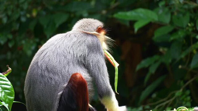 A Red-shanked douc langur grabs some food and leaps away, close up shot.