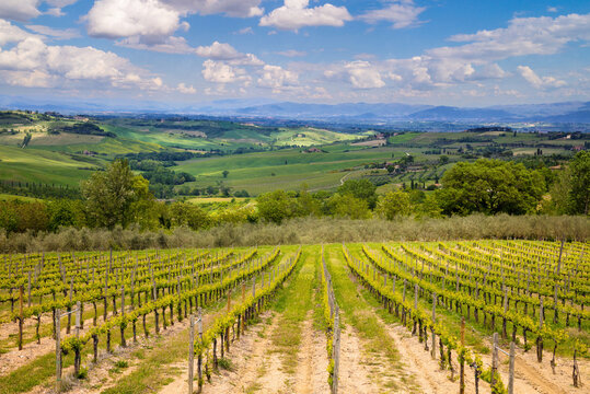 A plantation of grapevines, beautiful Tuscany landscape, mountain valey with blue sky, Italy, Europe