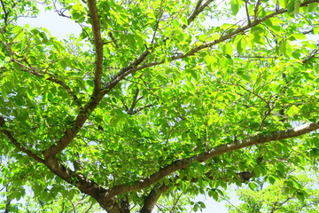 Fototapeta premium 朝日に映える公園の桜の若葉 