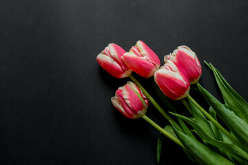 Bunch of pink tulips with greeting postcard on the white background. Beautiful flowers for Mother's Day. Beautiful spring flowers. Postcard (greetings, leaflet) on Mother's Day. © Iryna