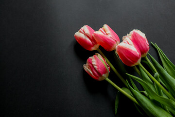 Bunch of pink tulips with greeting postcard on the white background. Beautiful flowers for Mother's Day. Beautiful spring flowers. Postcard (greetings, leaflet) on Mother's Day. © Iryna