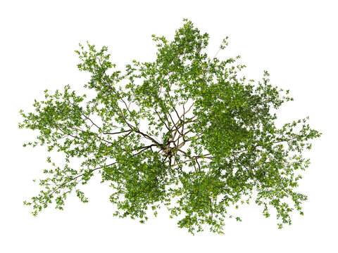 Bush isolated on transparent background. Shrub isolated on transparent background. top view tropical ornamental plant flower bush shrub tree isolated on white background. Bush PNG. Shrub PNG.
