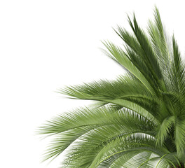 Fototapeta premium Palm leaf isolated on transparent background. Palm frond isolated on transparent background. Cutout Palm leaves isolated on white background. Tropical leaves PNG. Palm leaf PNG. Palm leaves PNG.