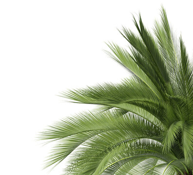 Palm leaf isolated on transparent background. Palm frond isolated on transparent background. Cutout Palm leaves isolated on white background. Tropical leaves PNG. Palm leaf PNG. Palm leaves PNG.