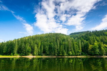 Obraz premium lake in summer mountain landscape. fresh body of water surrounded by coniferous forest. spectacular scenery of synevyr national park on a sunny weather. alpine destination for photo tourism in europe
