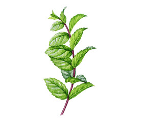 Fresh mint herb stem isolated. Hand drawn peppermint plant with leaves botanical watercolor illustration perfect for herbal, food, tea, aromatherapy, natural cosmetics and packaging design © anitapol