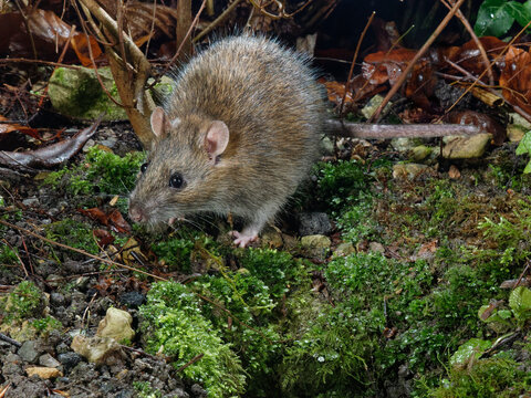 Brown rat (Rattus norvegicus) near its burrow entrance in a garden flowerbed at night, Wiltshire, England, UK. January. 