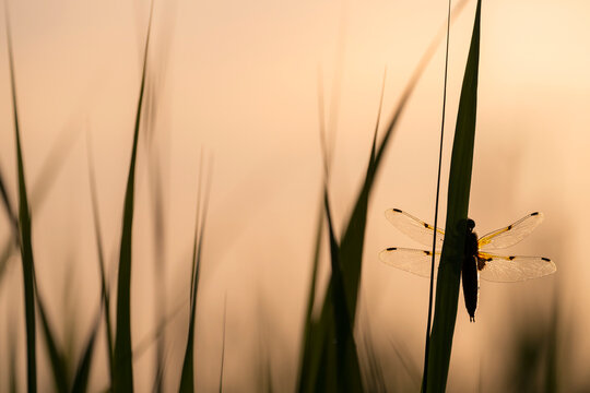 Four-spotted chaser dragonfly (Libellula quadrimaculata) roosting, silhouetted at sunrise, Ham Wall RSPB Nature reserve, Somerset, England, UK. May. 