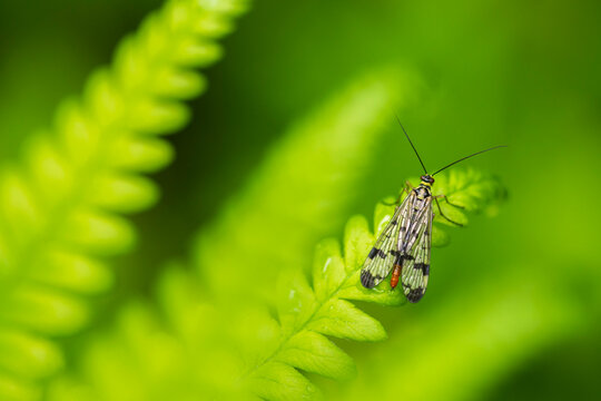 Scorpion fly (Panorpa sp.) female, resting among ferns, Broxwater, Cornwall, England, UK. June. 