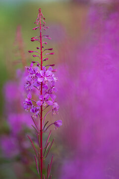 Rosebay willowherb (Chamaenerion angustifolium) in flower, Tamar Lakes, Devon, England, UK. July. 