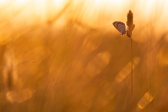 Silver-studded blue butterfly (Plebejus argus) roosting on grasses bathed in warm evening light, Gwithian, Cornwall, England, UK. June. 