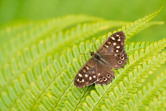 Speckled wood butterfly (Pararge aegeria) basking in the sunshine on a fern frond, Holsworthy Wood, Devon, England, UK. August. 