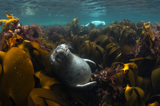 Grey seal (Halichoerus grypus) resting with eyes closed among kelp bed, with another seal in background, Shetland, Scotland, UK, North Sea. 