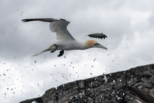 Split level view of Northern gannet (Morus bassanus) in flight just above water surface, preparing to dive for food, Shetland, Scotland, UK, North Sea. Controlled conditions. 