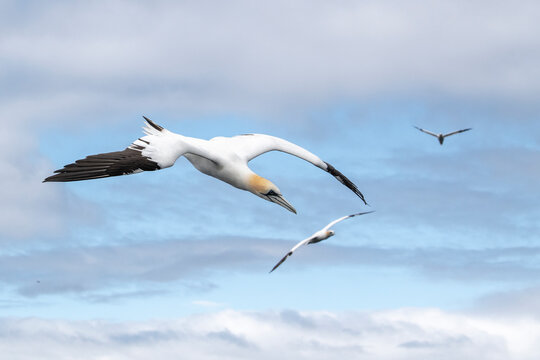Three Northern gannets (Morus bassanus) in flight, Shetland, Scotland, UK. July. 