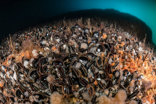 Underwater wall densely covered with Common mussels (Mytilus edulis), Shetland, Scotland, UK, North Sea. 