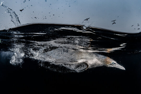 Split level image of Northern gannet (Morus bassanus) diving down beneath the surface, Shetland, Scotland, UK, North Sea. Controlled conditions. 