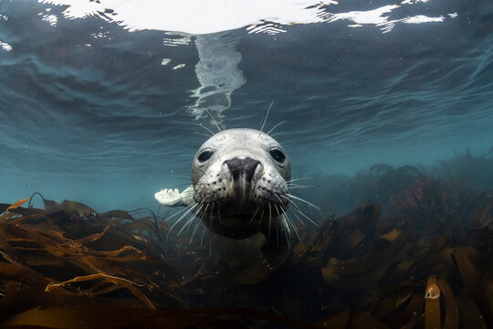 Grey seal (Halichoerus grypus) juvenile, swimming over kelp bed, portrait, Shetland, Scotland, UK, North Sea. 