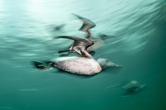 Black guillemot (Cepphus grylle) swimming at speed underwater hunting for food, Berwickshire Marine Reserve, St Abbs, Scottish Borders, Scotland, UK, North Sea. 