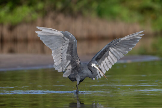  Western reef egret (Egretta gularis) fishing in shallow water, Allahein river, The Gambia. 