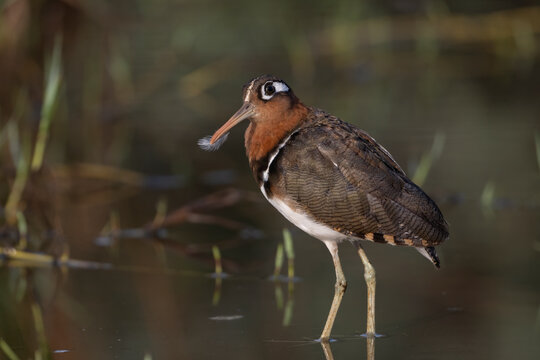 Greater painted-snipe (Rostratula benghalensis) female, standing in shallow water with a small feather on its beak after preening, Allahein river, The Gambia. 
