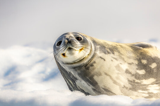 Weddell seal (Leptonychotes weddellii) resting on an iceberg, Antarctica. 