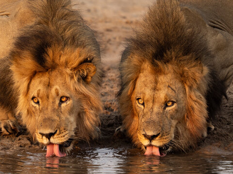 Two Lions (Panthera leo) male brothers, drinking at waterhole, Dinaka Lodge, Dinaka Private Game Reserve, Northern Kalahari, Botswana. 