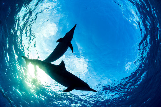 Two Spinner dolphins (Stenella longirostris) silhouetted in Snell's Window in early morning, Sataya Reef, Fury Shoal, Egypt, Red Sea. 