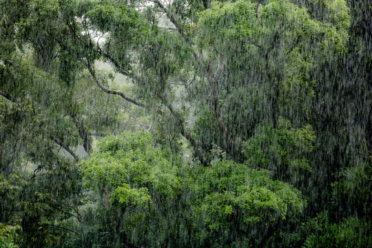 Tropical forest during a rain storm, Masoala National Park, Madagascar. March, 2018. .
