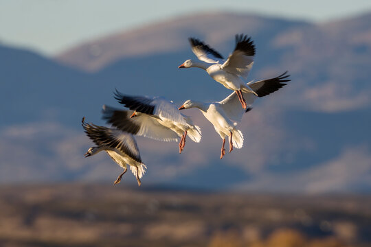 Greater snow geese (Anser caerulescens atlanticus) flock in flight, wintering in Bosque del Apache, New Mexico, USA. November. 
